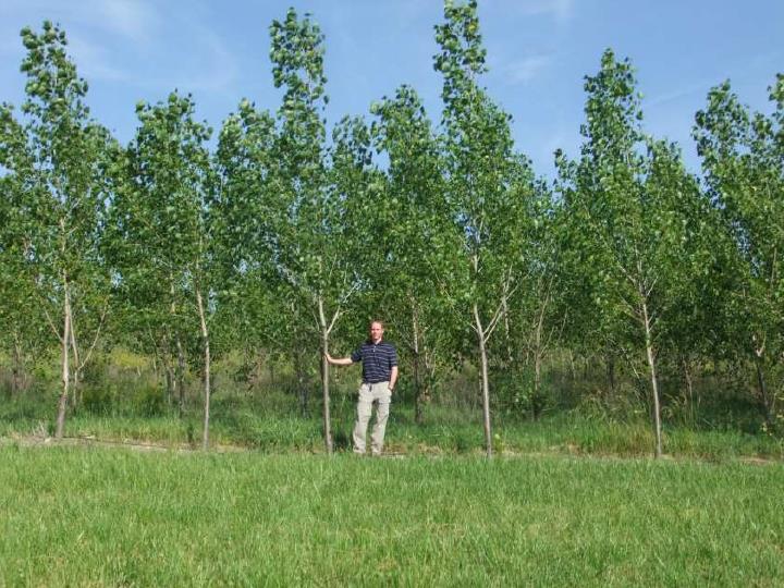 superior hybrid poplar tree