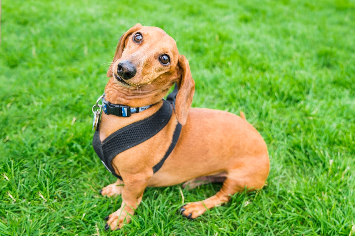 harness miniature dachshund