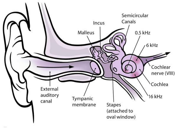 medical abbreviation bppv