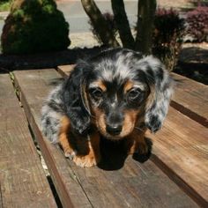 long haired dapple dachshund for sale