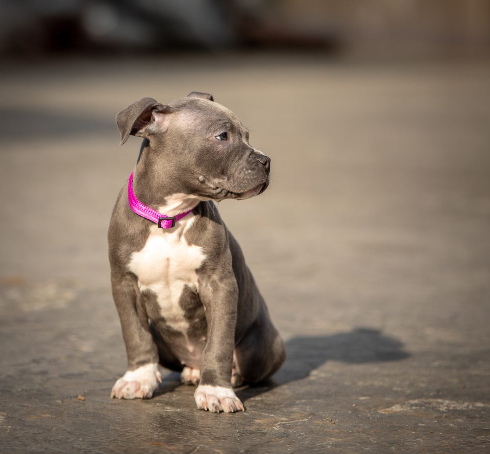 blue blue nose pitbull