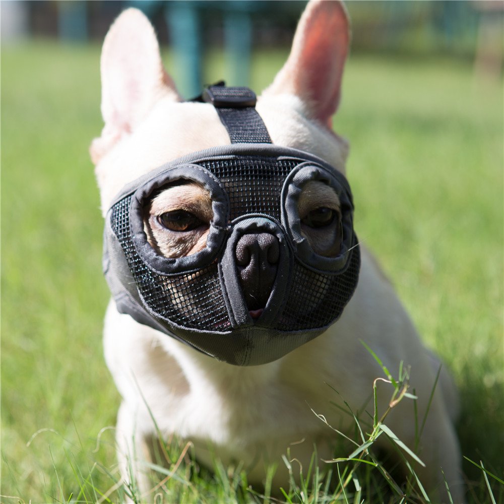 muzzle for a french bulldog