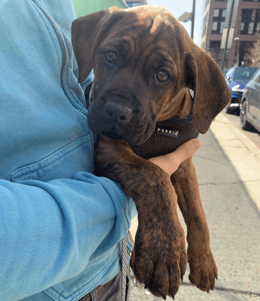 mastiff puppy pictures