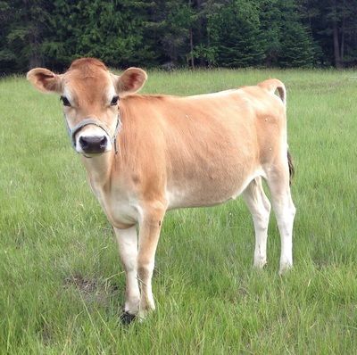 miniature jersey milk cows