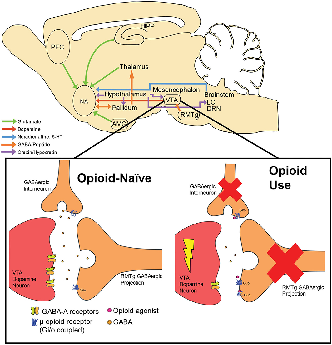 anal dose of dopamine