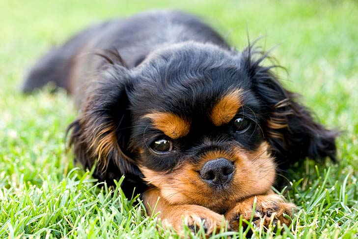 king charles springer spaniel puppies for sale