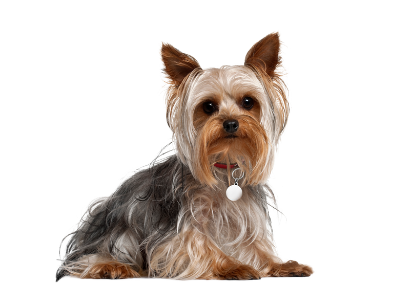 yorkshire terrier adoption near me