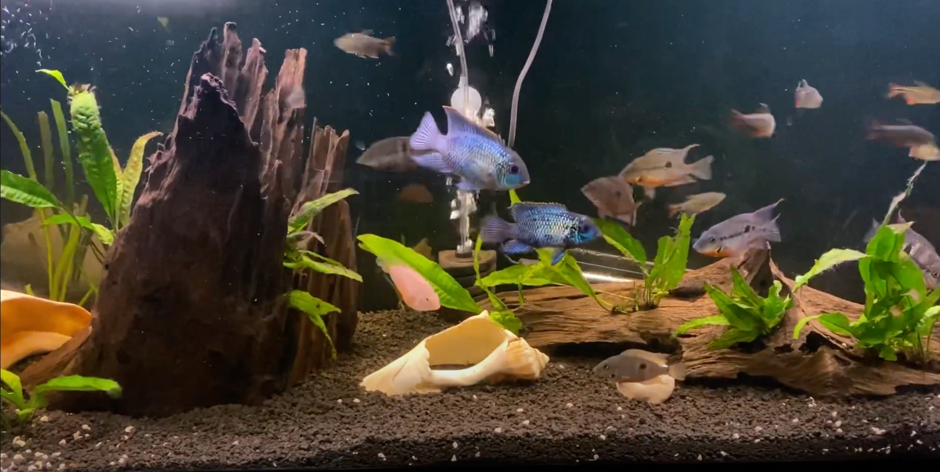 electric blue acara tank mates