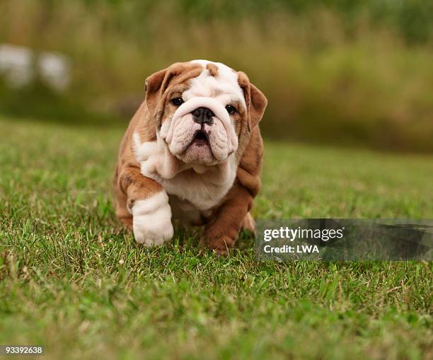 english bull dog puppies