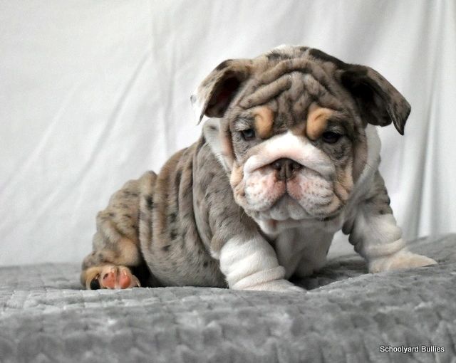 english bulldog puppies for sale