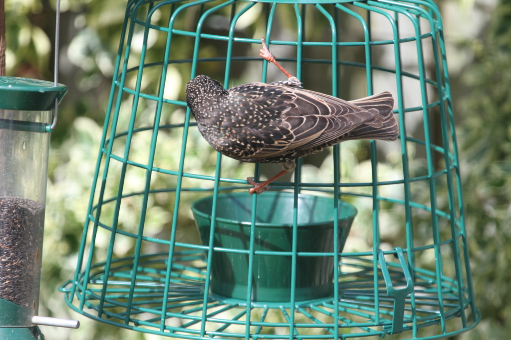 starling proof bird feeder