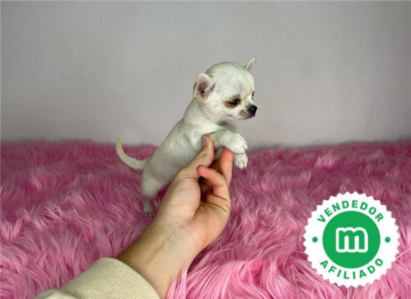 mini chihuahua de bolsillo adulto