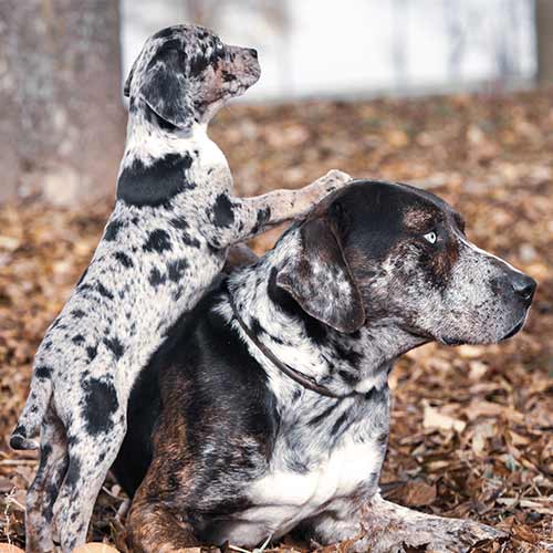 dog breeds catahoula leopard dog