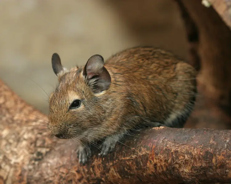 degu lifespan