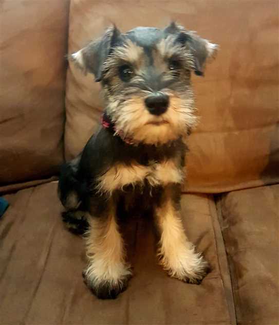 miniature schnauzer breeders alberta