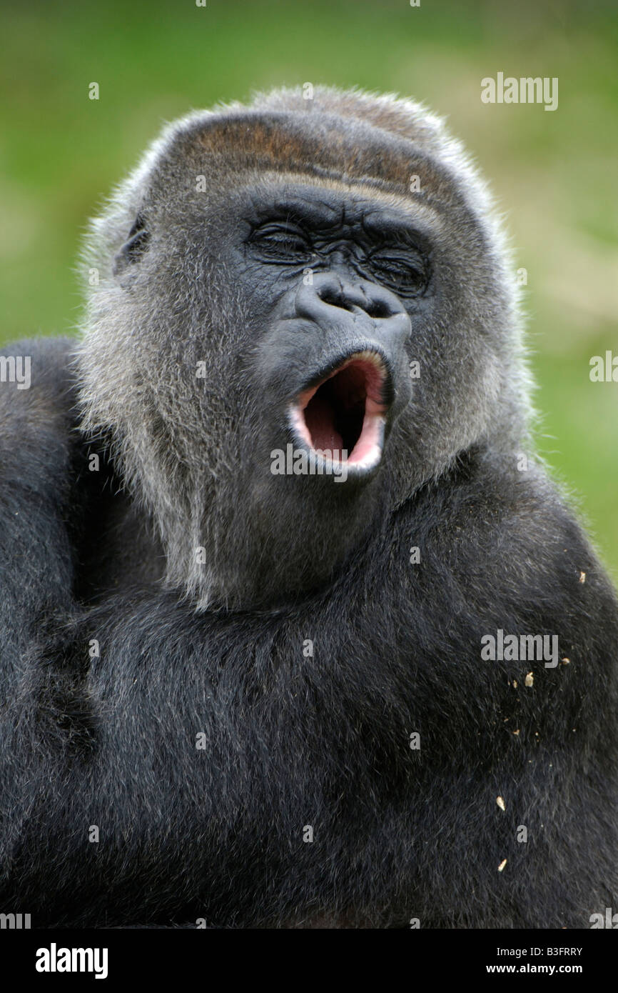 silly gorilla pictures