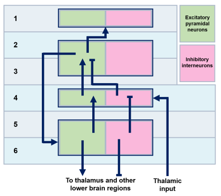 cortical hierarchy