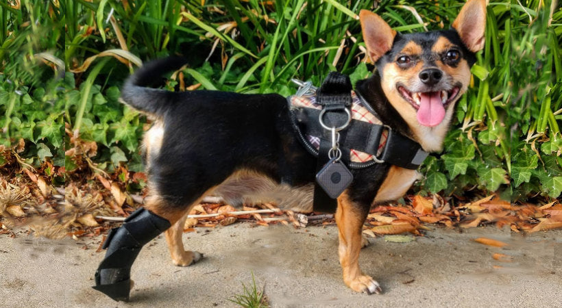 canine leg braces