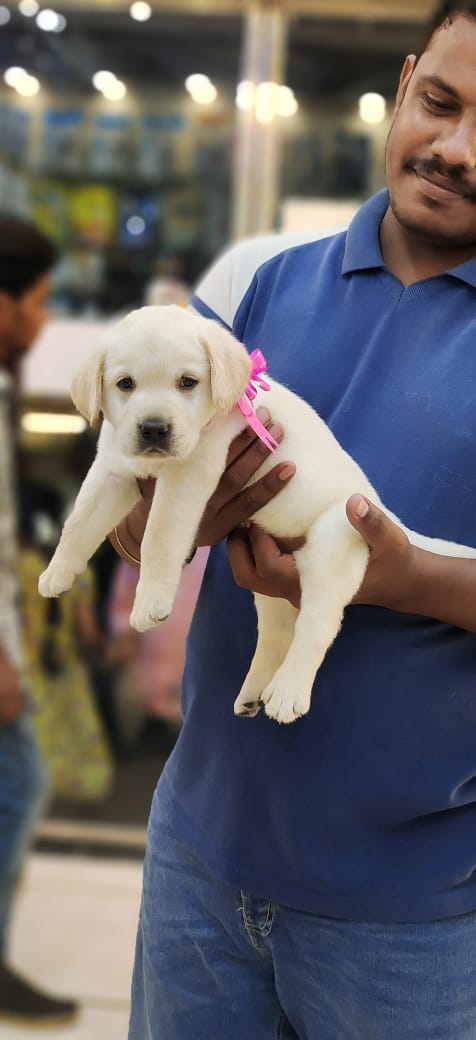 dogs for sale in chennai with price