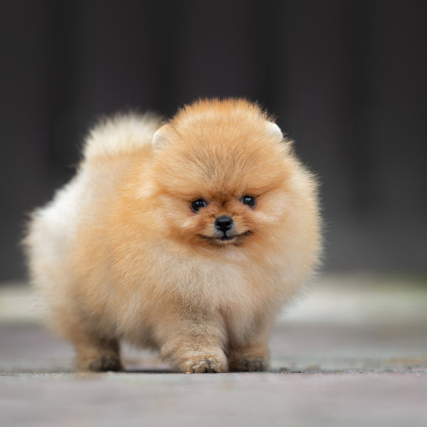 pomerania toy precio