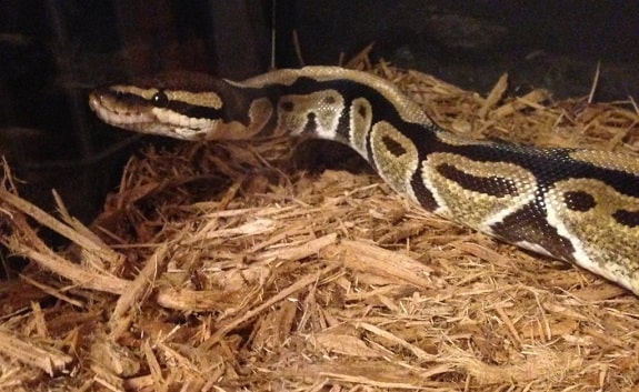 cypress mulch ball python