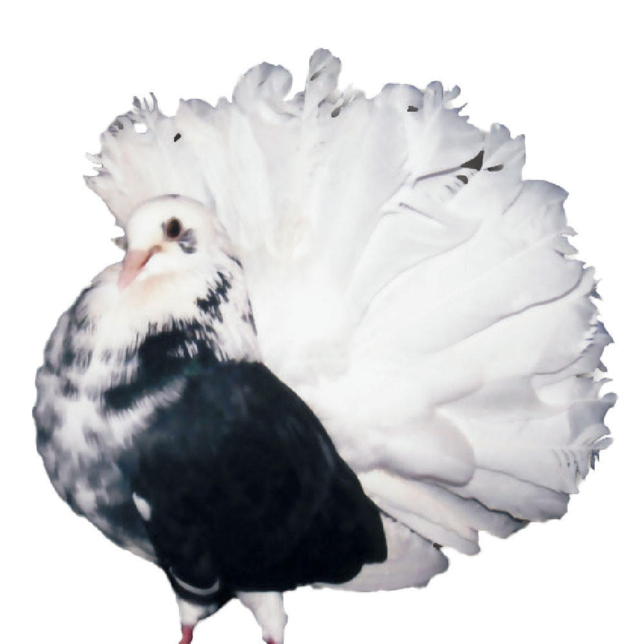 fantail pigeon breeds