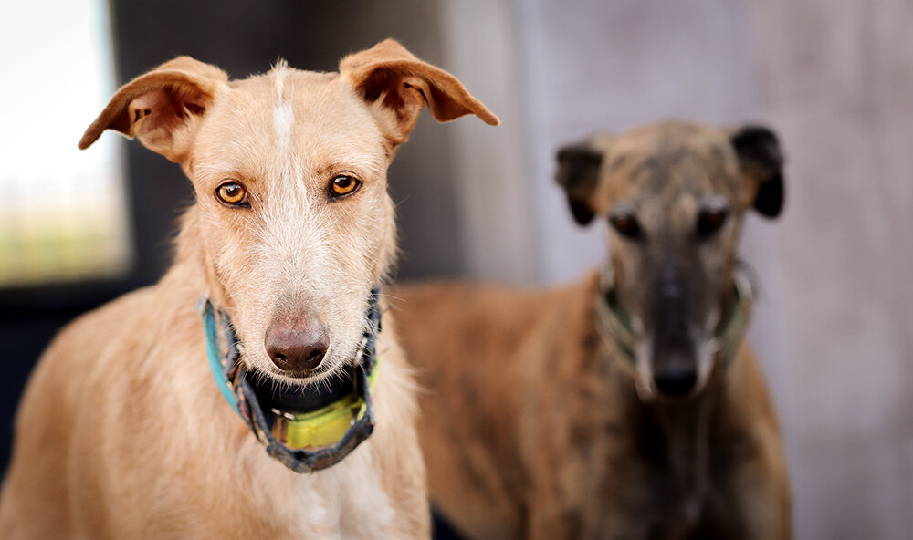 galgos del sol uk