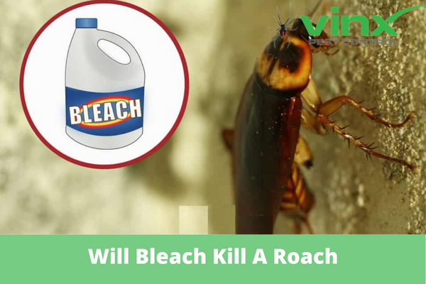 does bleach kill roaches