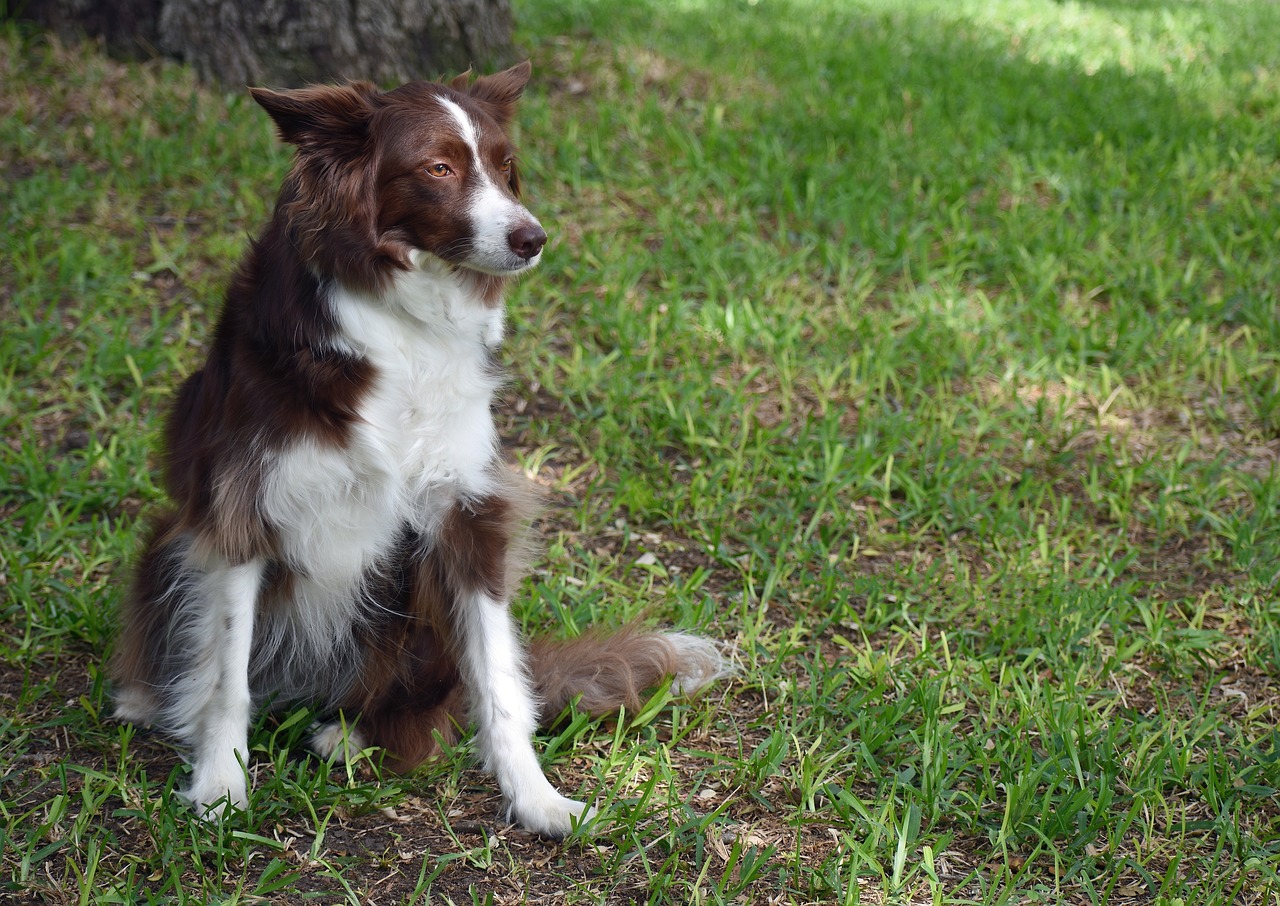 female border collie names