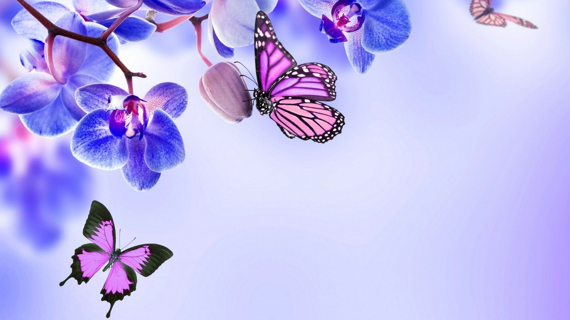 butterfly pc wallpaper