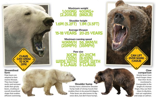 kodiak vs polar bear size