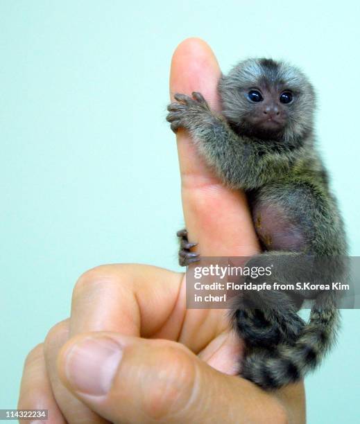 finger monkey