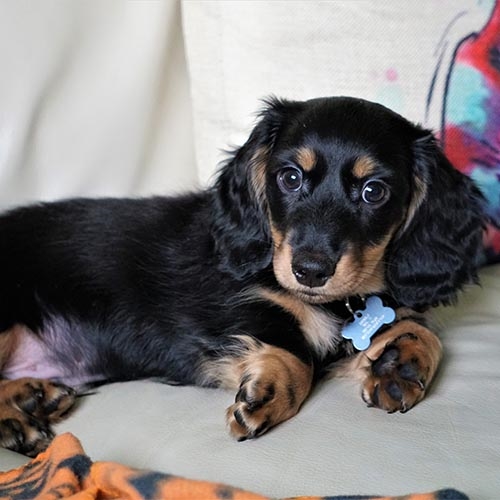 fluffy sausage dog puppy