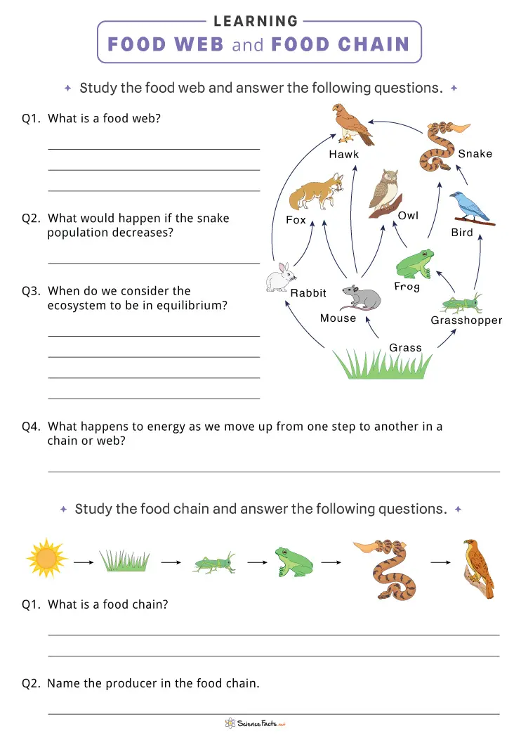 food chain worksheet