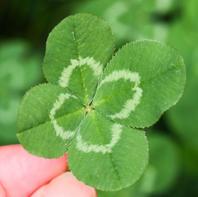 four leaf clover images