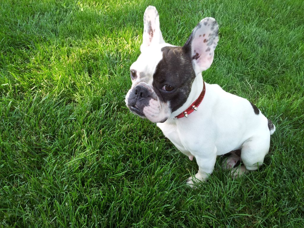 french bulldog adoption near me