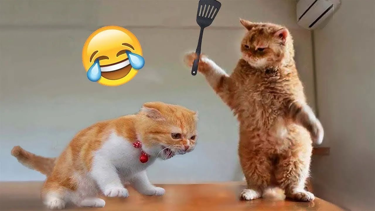 funny cat dog videos