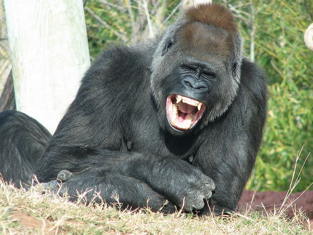 funny gorilla smiling