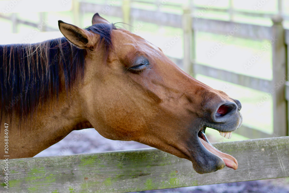 funny horse face