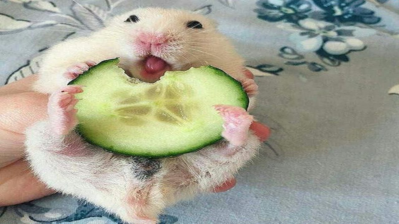 funny pictures hamsters