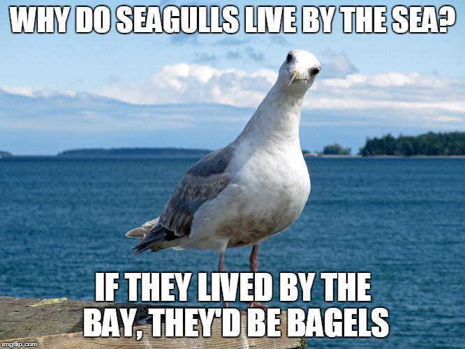 funny seagull memes