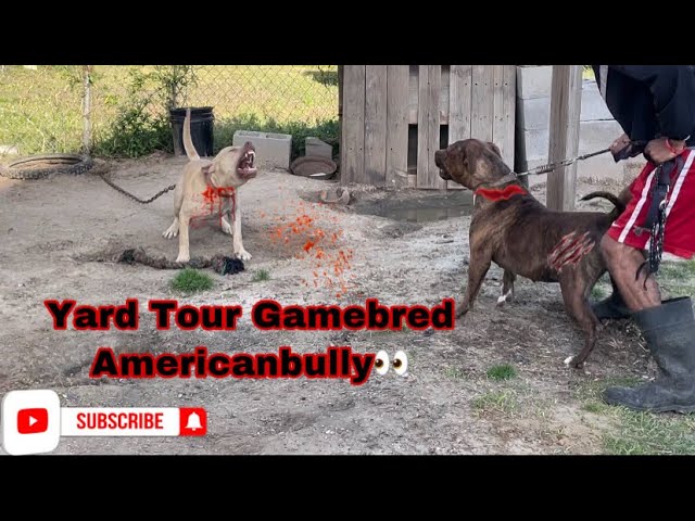 game bred pitbull kennels in mississippi