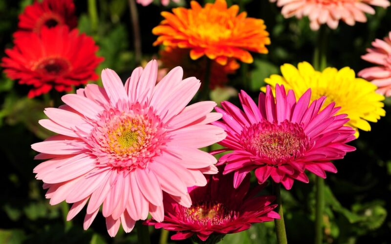 gerber daisies images