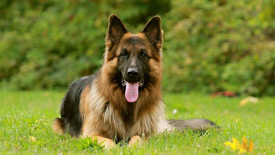 german shepherd price dog