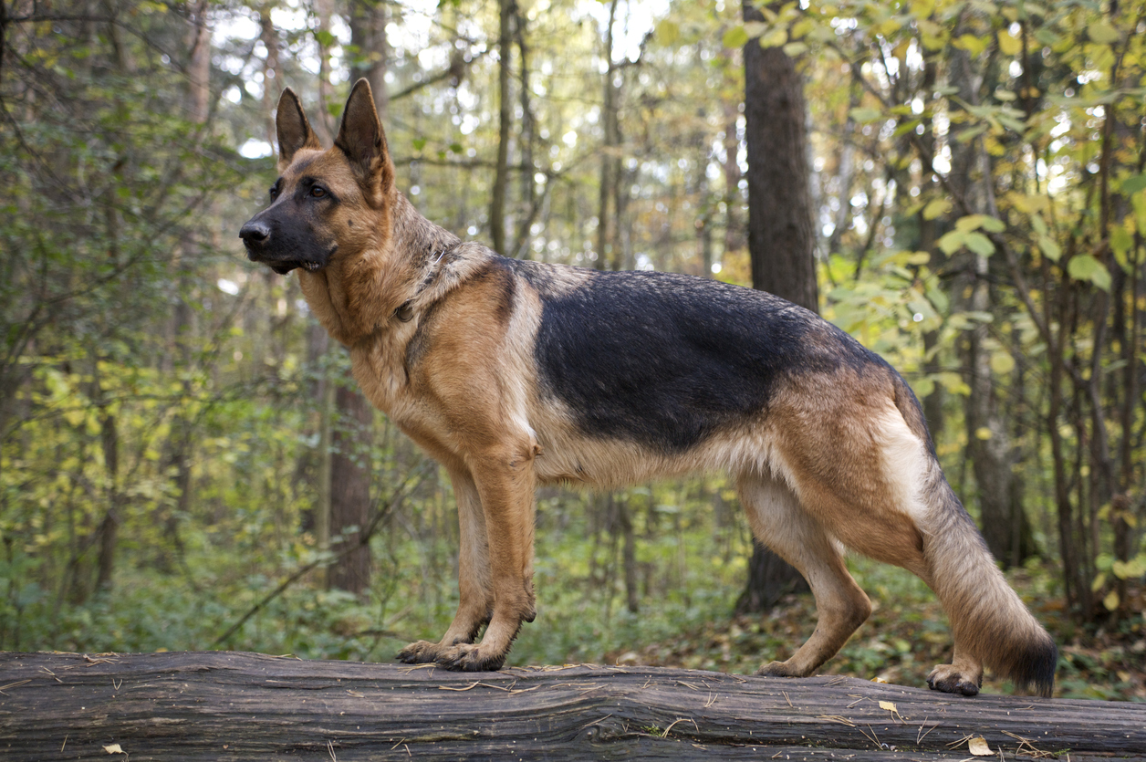 german shepherd puppies for sale