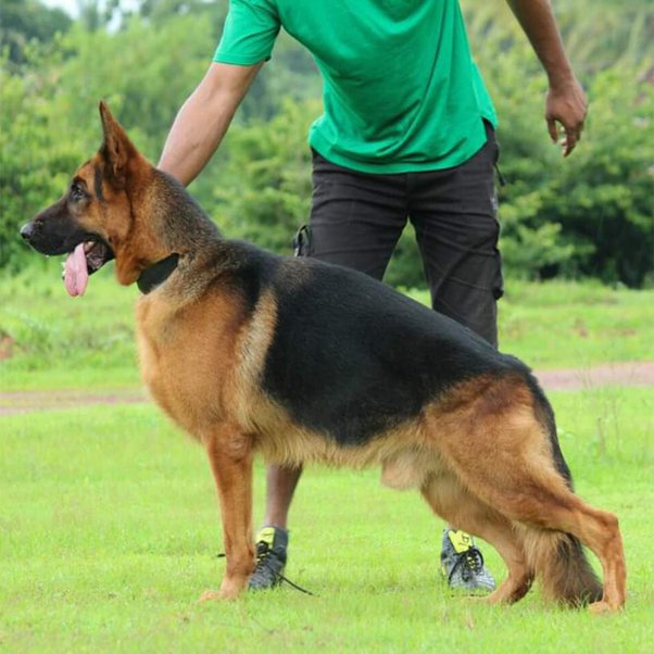 german shepherd puppy price in india