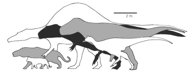 giganotosaurus vs t-rex