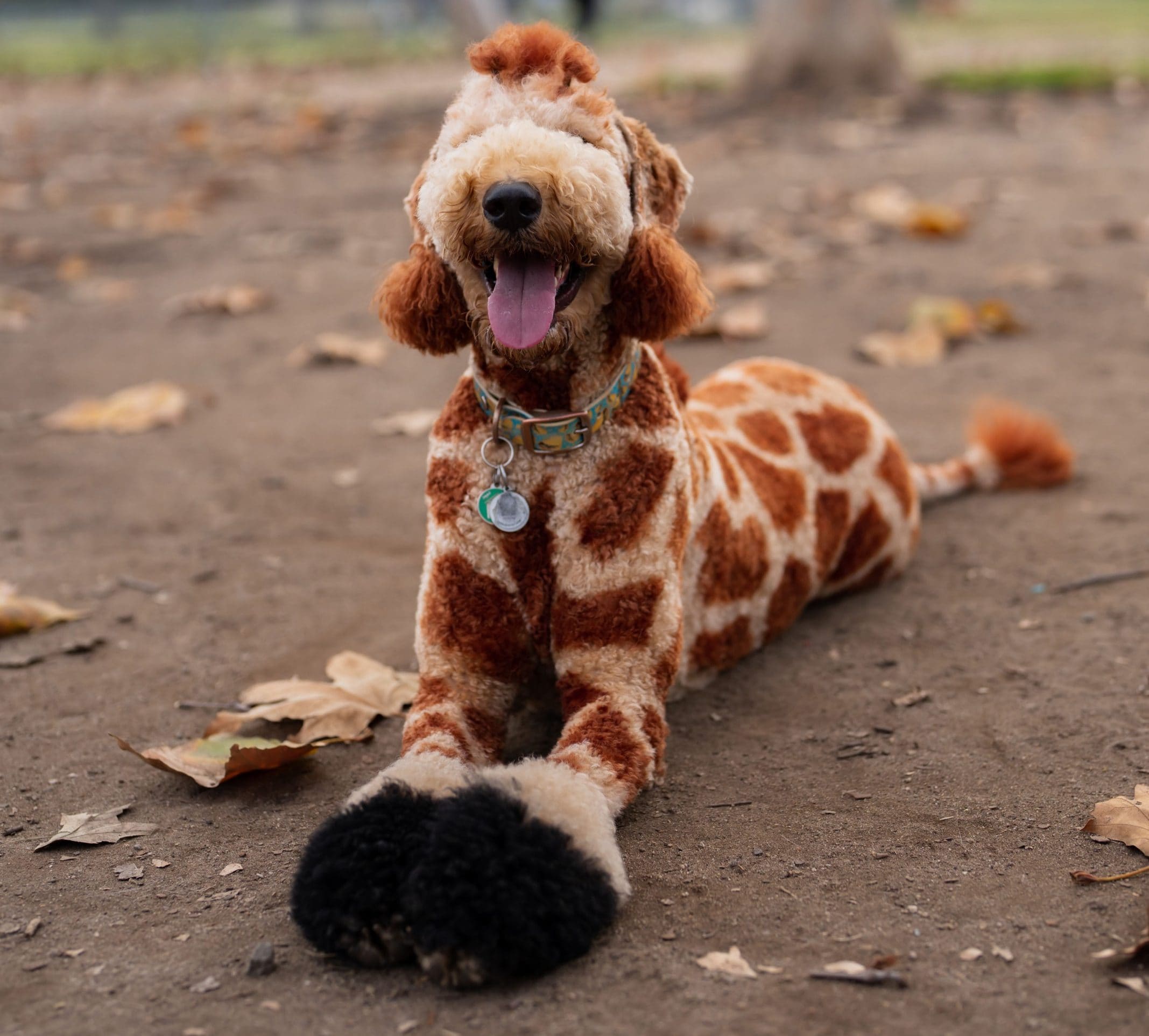 giraffe poodle