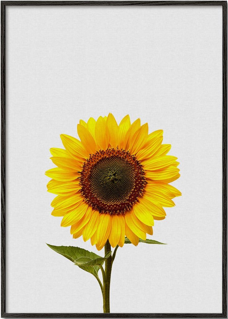 girasoles minimalistas