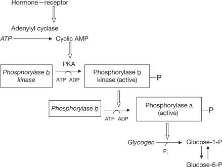 glycogen phosphorylase